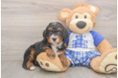 Mini Bernedoodle Puppy for Adoption