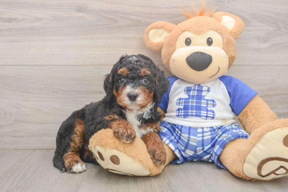 Mini Bernedoodle Puppy for Adoption