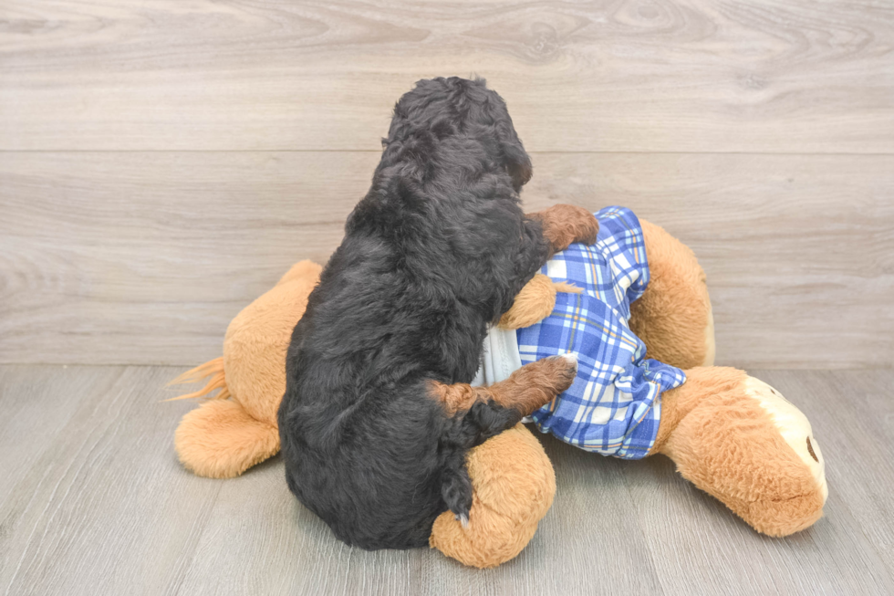 Sweet Mini Bernedoodle Baby