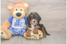 Adorable Mini Bernadoodle Poodle Mix Puppy