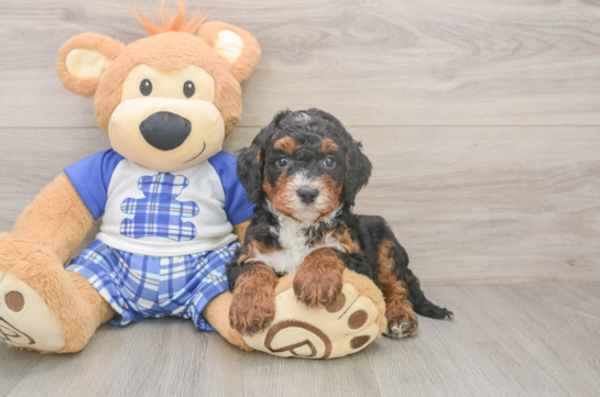 Adorable Mini Bernadoodle Poodle Mix Puppy