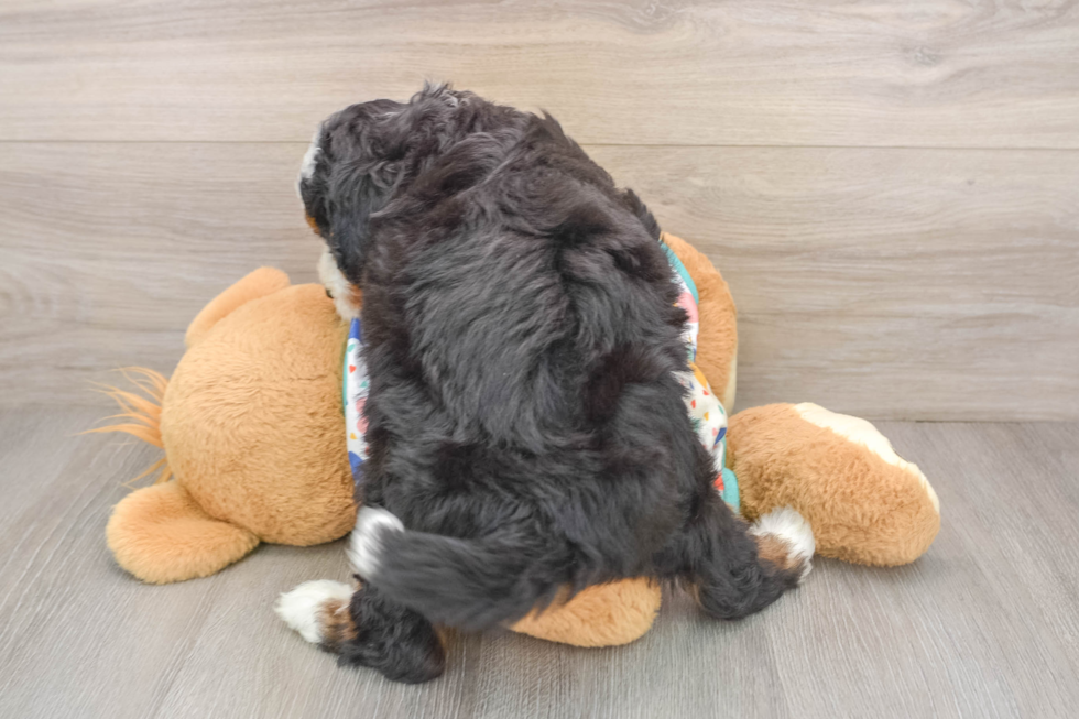 Mini Bernedoodle Puppy for Adoption