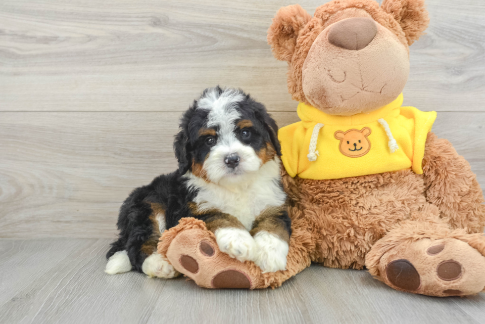 Mini Bernedoodle Pup Being Cute