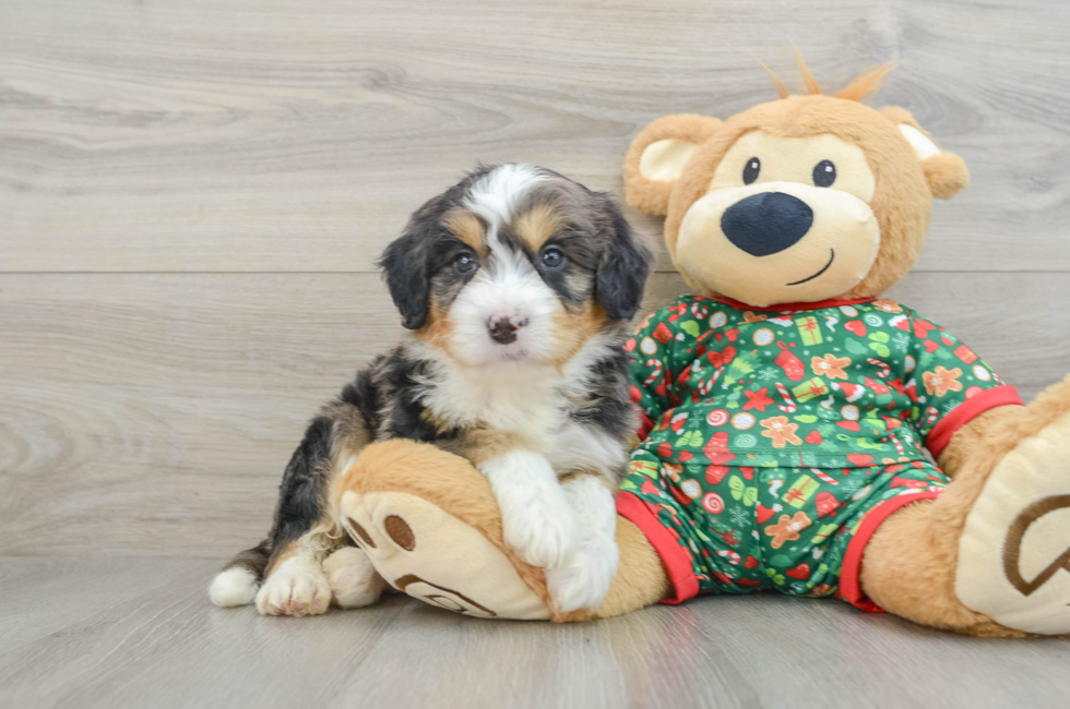 5 week old Mini Bernedoodle Puppy For Sale - Seaside Pups