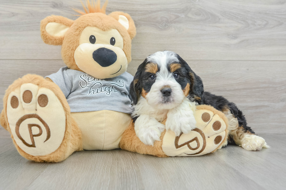 6 week old Mini Bernedoodle Puppy For Sale - Seaside Pups