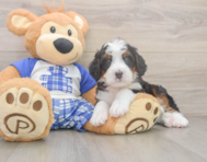 7 week old Mini Bernedoodle Puppy For Sale - Seaside Pups