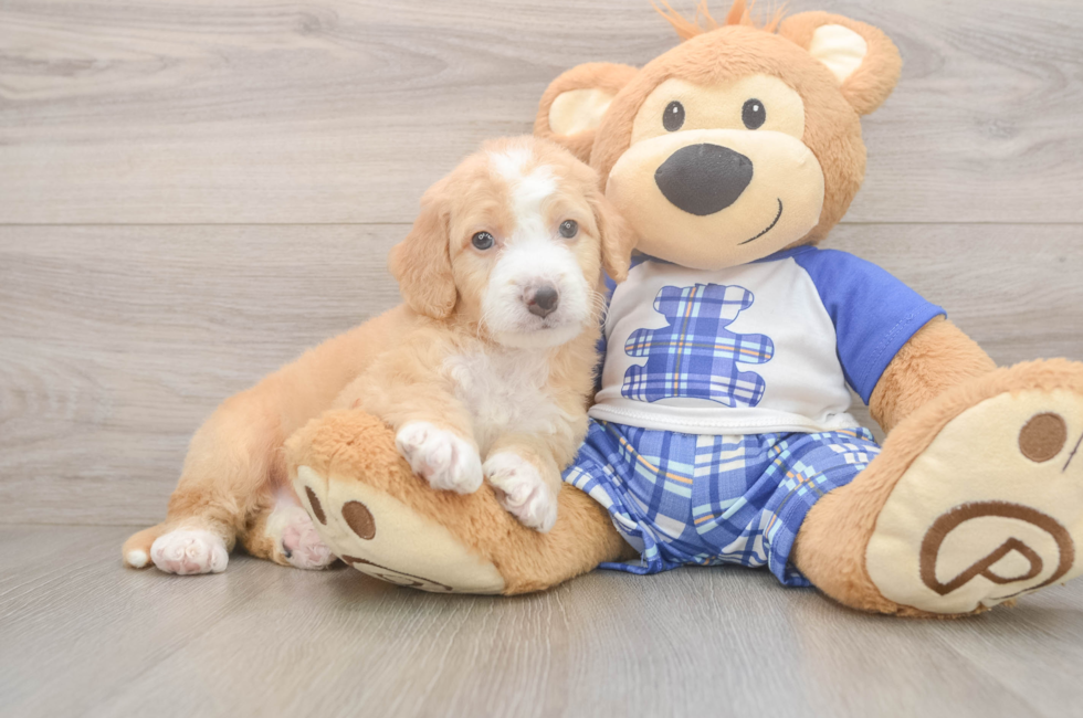 5 week old Mini Bernedoodle Puppy For Sale - Seaside Pups