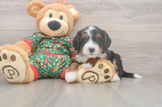 Mini Bernedoodle Puppy for Adoption
