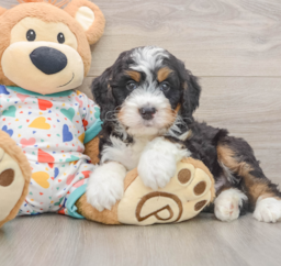 9 week old Mini Bernedoodle Puppy For Sale - Seaside Pups
