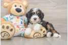 Happy Mini Bernedoodle Baby