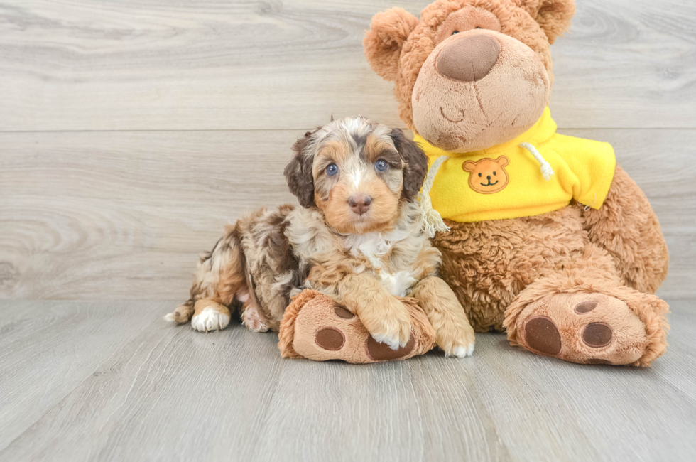 6 week old Mini Bernedoodle Puppy For Sale - Seaside Pups