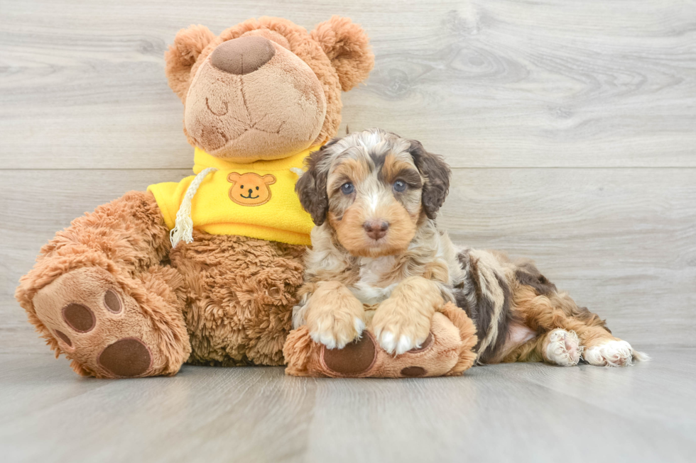 Playful Mini Bernesepoo Poodle Mix Puppy