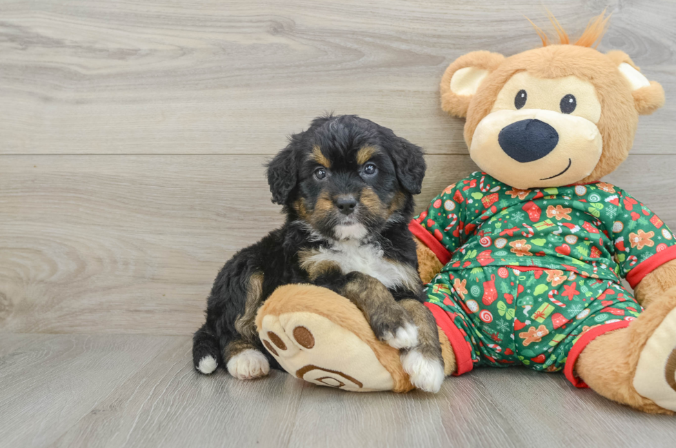 5 week old Mini Bernedoodle Puppy For Sale - Seaside Pups