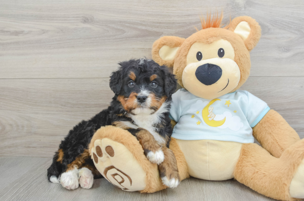 6 week old Mini Bernedoodle Puppy For Sale - Seaside Pups