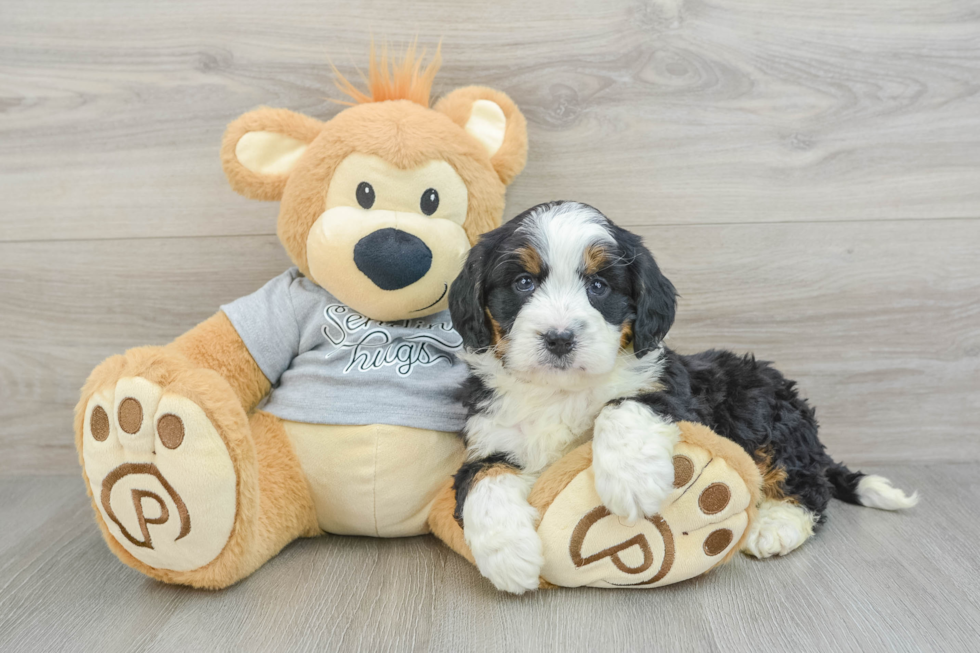 Petite Mini Bernedoodle Poodle Mix Pup