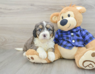 8 week old Mini Bernedoodle Puppy For Sale - Seaside Pups