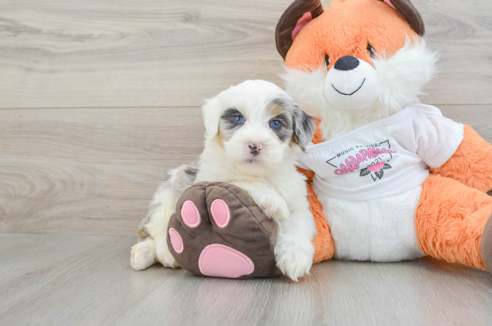 6 week old Mini Bernedoodle Puppy For Sale - Seaside Pups