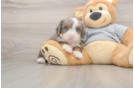 Friendly Mini Bernedoodle Baby