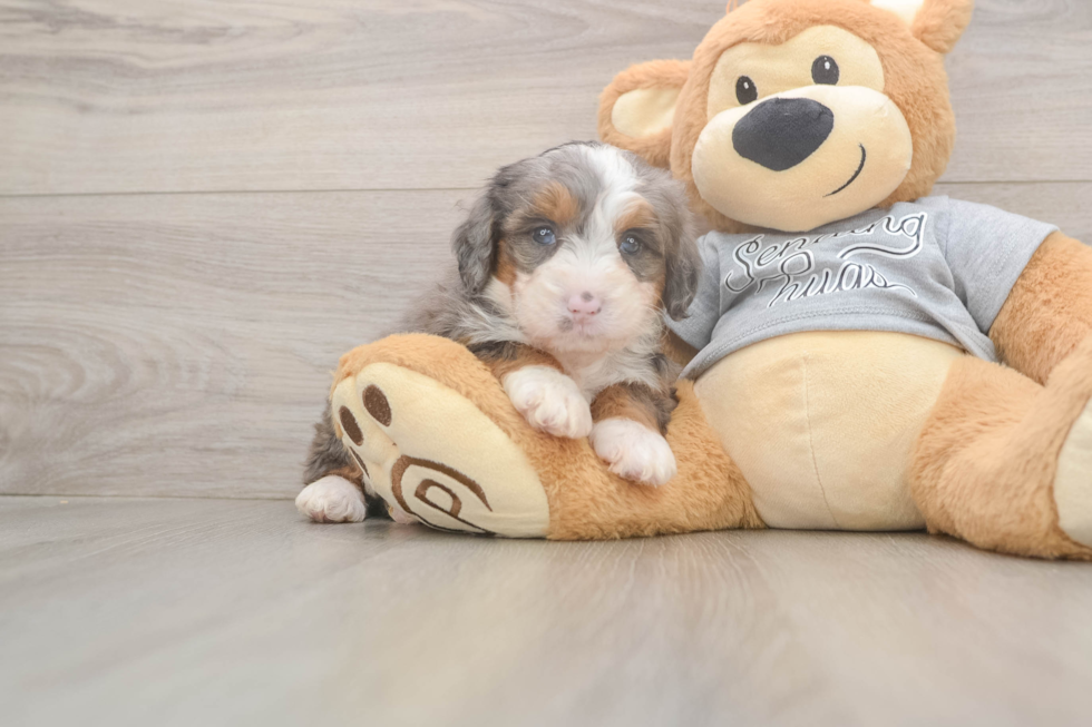 Friendly Mini Bernedoodle Baby