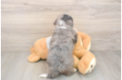 Mini Bernedoodle Pup Being Cute
