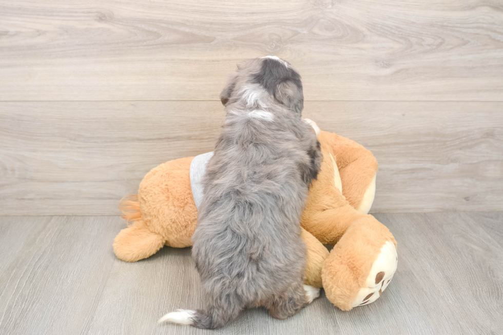 Mini Bernedoodle Pup Being Cute