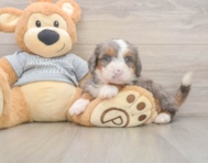 6 week old Mini Bernedoodle Puppy For Sale - Seaside Pups
