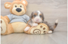Cute Mini Bernedoodle Baby