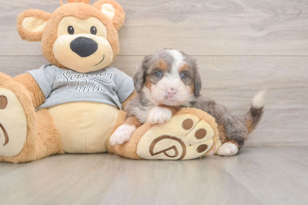 Cute Mini Bernedoodle Baby