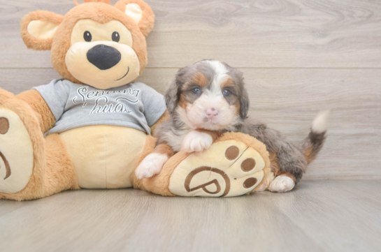 Cute Mini Bernedoodle Baby