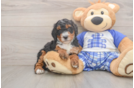 Mini Bernedoodle Puppy for Adoption