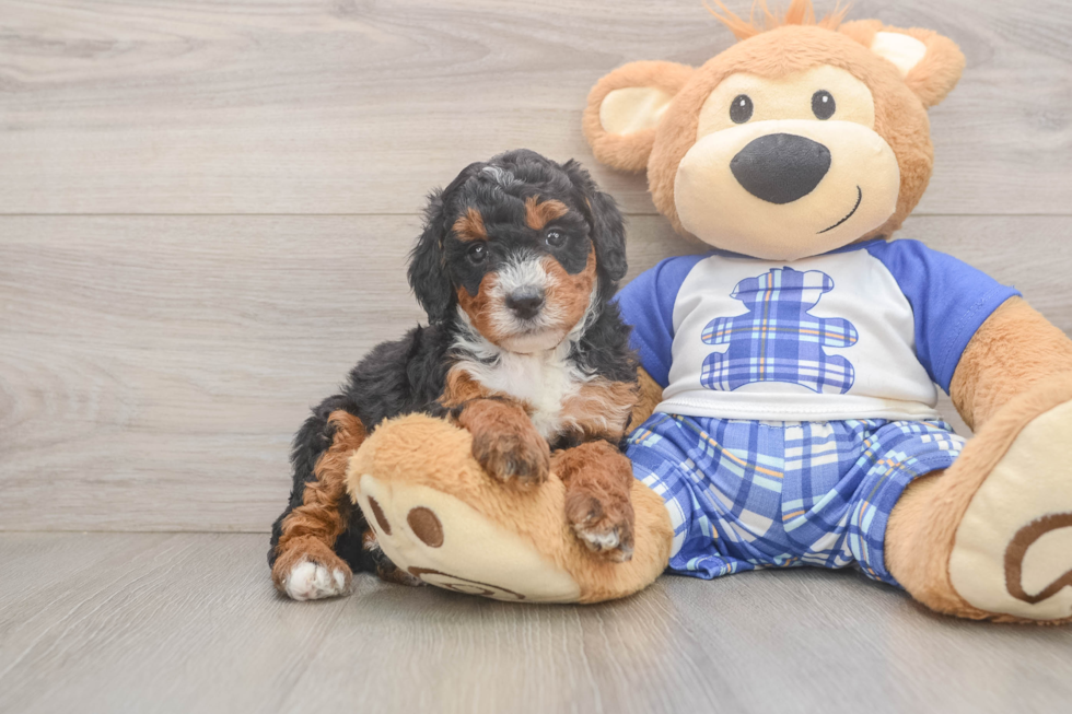 Mini Bernedoodle Puppy for Adoption