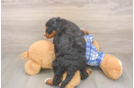 Happy Mini Bernedoodle Baby