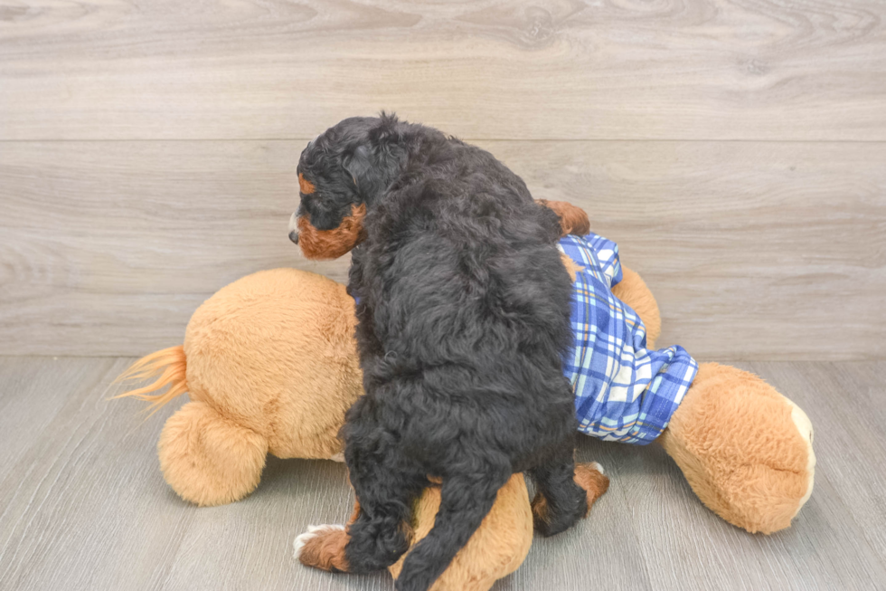 Happy Mini Bernedoodle Baby