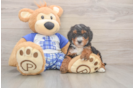 Adorable Mini Bernesedoodle Poodle Mix Puppy