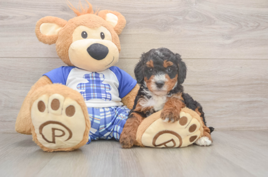 Adorable Mini Bernesedoodle Poodle Mix Puppy