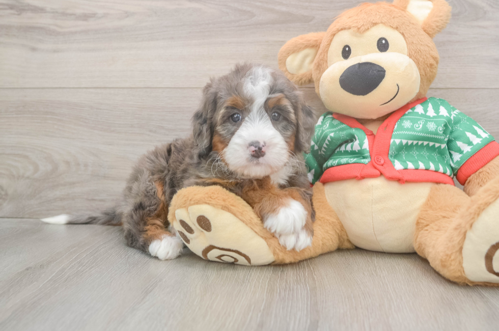 6 week old Mini Bernedoodle Puppy For Sale - Seaside Pups