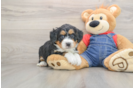 Mini Bernedoodle Pup Being Cute