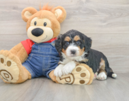 6 week old Mini Bernedoodle Puppy For Sale - Seaside Pups