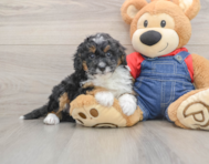 7 week old Mini Bernedoodle Puppy For Sale - Seaside Pups