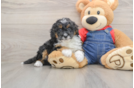 Mini Bernedoodle Pup Being Cute