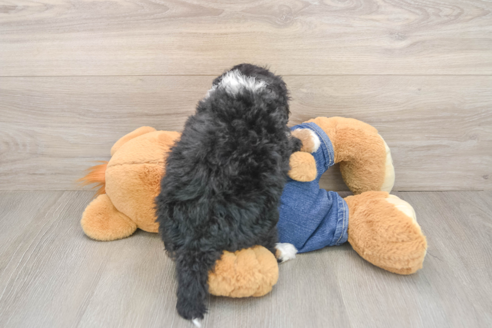 Small Mini Bernedoodle Baby