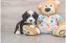 Mini Bernedoodle Puppy for Adoption