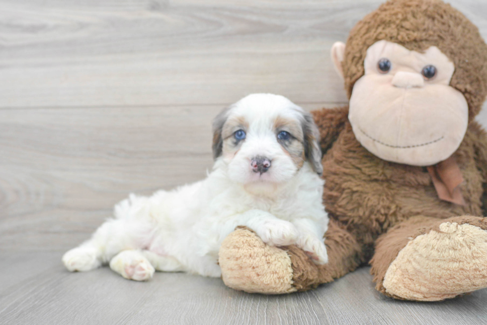 Funny Mini Bernedoodle Poodle Mix Pup