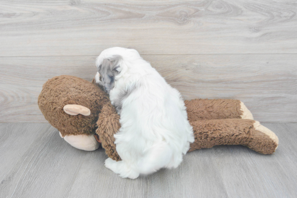 Friendly Mini Bernedoodle Baby