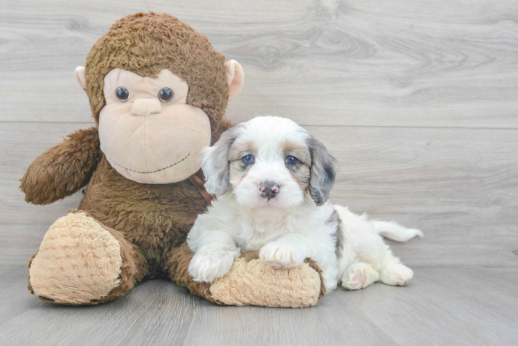 Smart Mini Bernedoodle Poodle Mix Pup