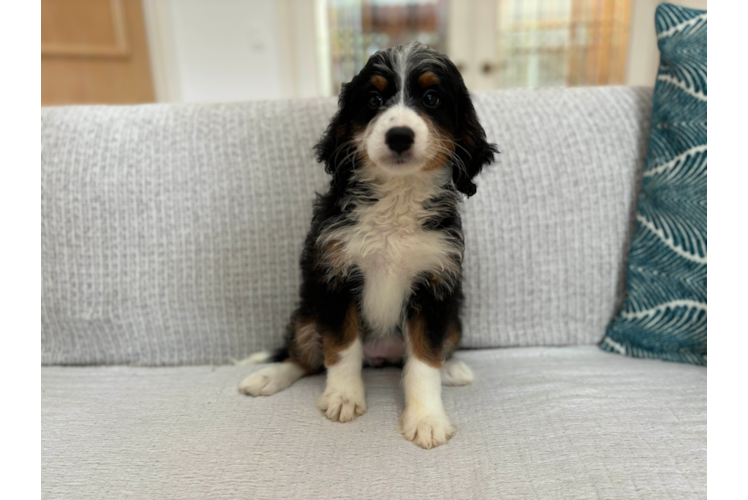 Mini Bernedoodle Pup Being Cute