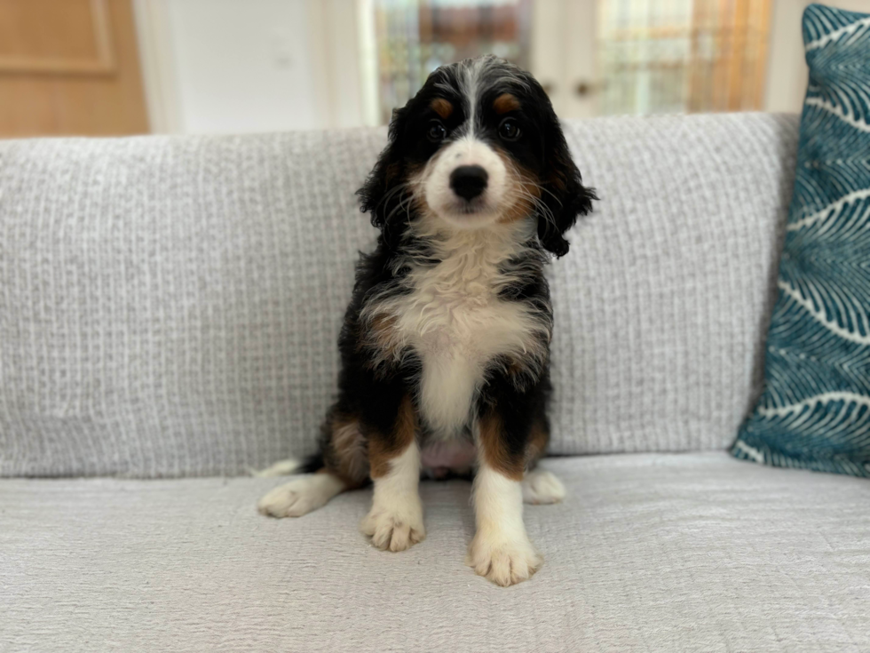 Mini Bernedoodle Pup Being Cute