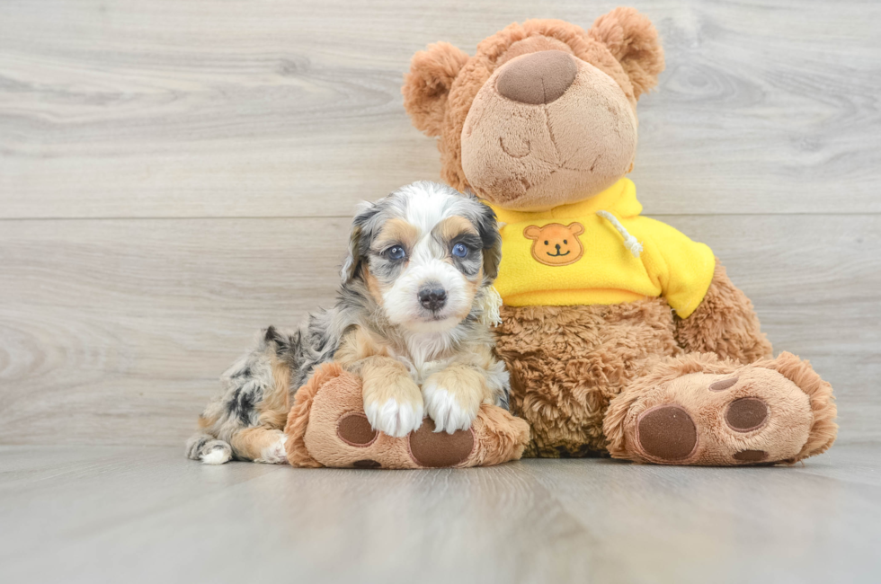 6 week old Mini Bernedoodle Puppy For Sale - Seaside Pups