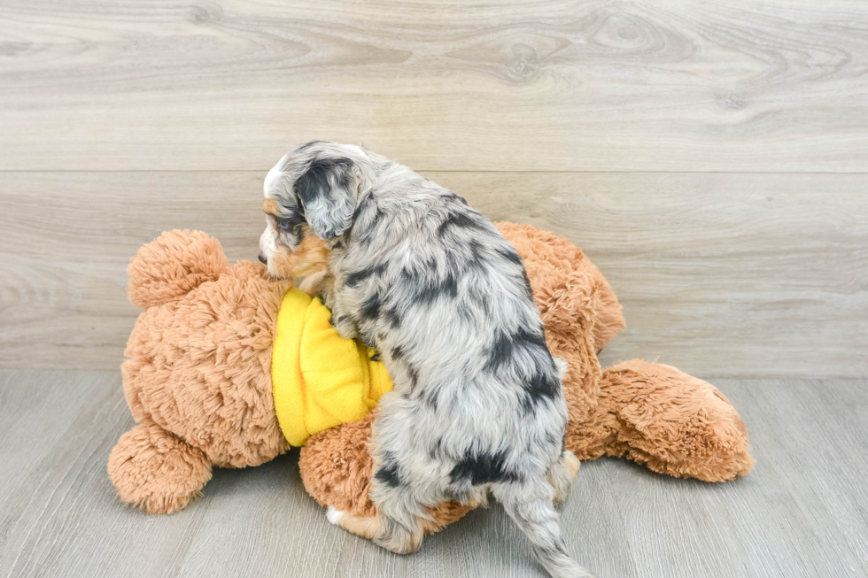 Small Mini Bernedoodle Baby