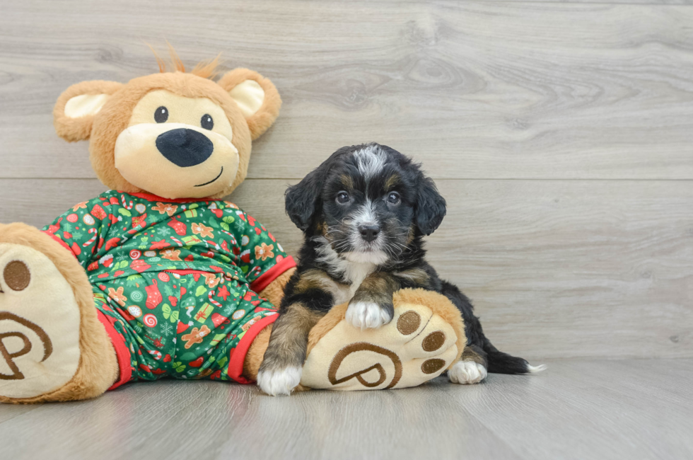 5 week old Mini Bernedoodle Puppy For Sale - Seaside Pups